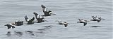 Peruvian Pelicanborder=